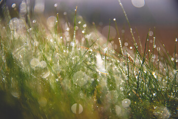 Macro shot of blurry grass with waterdrops