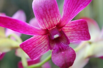 pink orchid flower