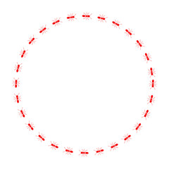 Ant trail circle shape. Frame from red ants.