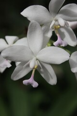 white orchid flower