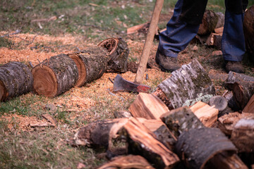 Cutting a cherry tree with an axe to make firewood for winter