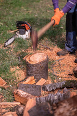 Cutting a cherry tree with an axe to make firewood for winter