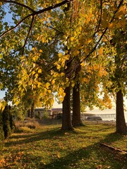 autumn in the park
