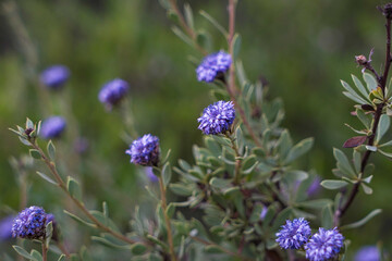 close up of flower in the wood