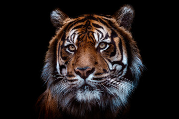 Front view of Sumatran tiger isolated on black background. Portrait of Sumatran tiger (Panthera...