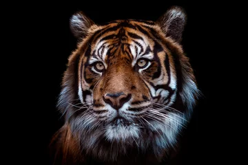 Foto op Plexiglas Front view of Sumatran tiger isolated on black background. Portrait of Sumatran tiger (Panthera tigris sumatrae) © Lubos Chlubny