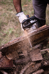 Blurry motion of sawdust and chainsaw while cutting dead cherry tree branches to make firewood