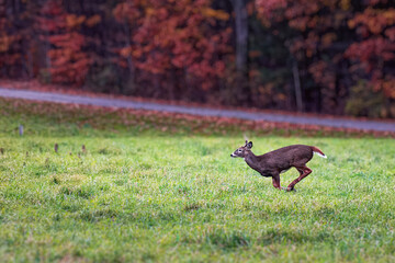 A young 4 point buck in a field outside the small town of Windsor in Broome County in Upstate NY.  Deer in the field with Autumn Colors behind him.  Deer running thru the field.