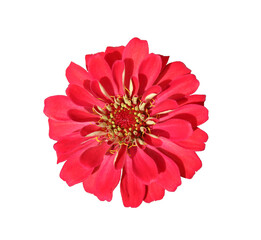 Red flowers isolated on white background. Starburst flowers.