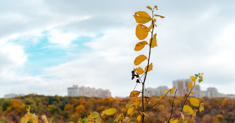 Fall panoramic landscape of fall forest on a hill with selective focus