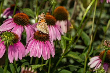 Butterfly on a flower