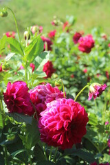 rośliny, flora, działka, róża, liście, zieleń, tropiki, kolor, owoce, łaka, botanic, flores,  bukiet, ogród, ziemia, motyle, owady, wiosna, spring, nature, lato, kwiaciarnia, flowerpower,  © Maja