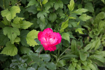 rośliny, flora, działka, róża, liście, zieleń, tropiki, kolor, owoce, łaka, botanic, flores,  bukiet, ogród, ziemia, motyle, owady, wiosna, spring, nature, lato, kwiaciarnia, flowerpower,  © Maja