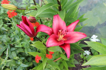 rośliny, flora, działka, róża, liście, zieleń, tropiki, kolor, owoce, łaka, botanic, flores,  bukiet, ogród, ziemia, motyle, owady, wiosna, spring, nature, lato, kwiaciarnia, flowerpower,  © Maja