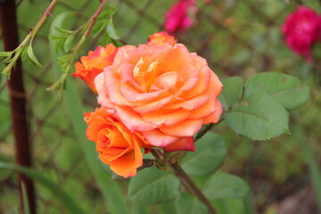 rośliny, flora, działka, róża, liście, zieleń, tropiki, kolor, owoce, łaka, botanic, flores,  bukiet, ogród, ziemia, motyle, owady, wiosna, spring, nature, lato, kwiaciarnia, flowerpower,  © Maja