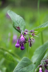 rośliny, flora, działka, róża, liście, zieleń, tropiki, kolor, owoce, łaka, botanic, flores,...