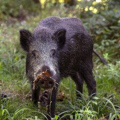Wildschwein