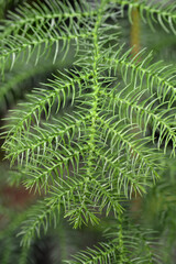 Fototapeta na wymiar Norfolk Island pine