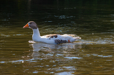 Domestic geese swim in the water. A flock of white beautiful geese in the river