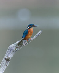 kingfisher sitting on perch close up