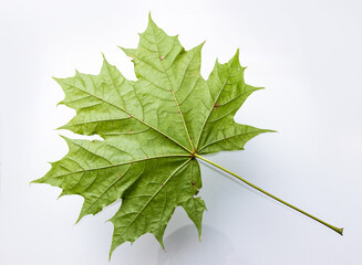 Green maple leaf isolated on white background