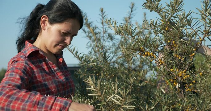 Young Female Worker Gather Pick Pluck Yellow Seaberry Berries on Common Sea Buckthorn Shrub Bush Tree - Hippophae. Summer Sunny Day 4K