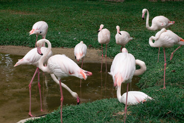 group of pink flamingos