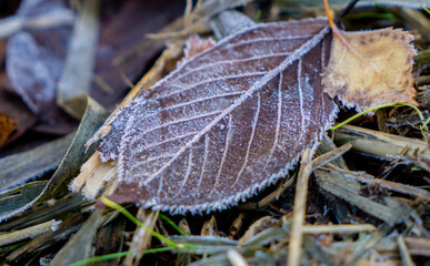 Brown autumn leaf covered with morning frost. Late autumn. Close-up.