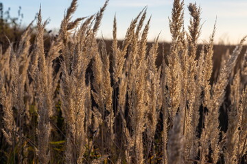 Fototapeta premium Dry grass flowers in the sky background. Close view of grass stems against sky. Calm and natural background.
