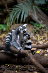 lemur on a tree