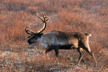 reindeer in the autumn tundra