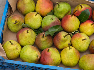 Organic fresh ripe pears with green leaves in a crate