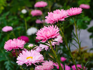 Obraz premium Pink asters blooming in nature.
