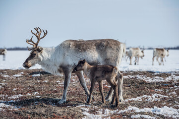 reindeer in the spring, female reindeer with offspring