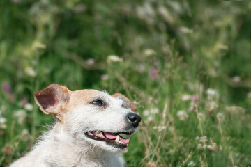 portrait of Jack Russell's dog on the background of a blurred green meadow close-up. the dog is resting and looking up