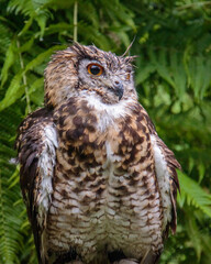 closeup of a cape eagle-owl raptor bird of prey