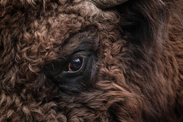 Close-up of bison's eye. Wild bison (Bison bonasus) in Prioksko-Terrasny nature reserve