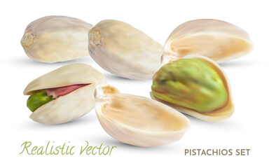 Realistic Vector Pistachios nuts. Dry Pistache kernel isolated on white background.