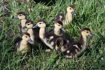 ducklings