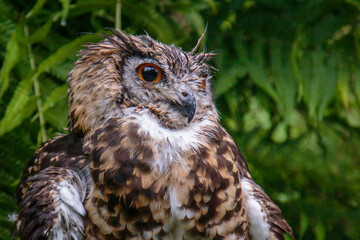 closeup of a cape eagle-owl raptor bird of prey