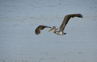pelican in flight