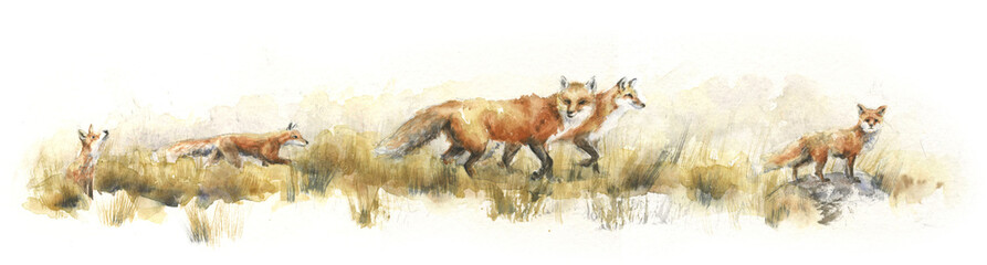 Watercolor drawing cute family of foxes running in the grass