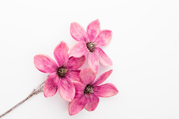 Pink magnolia flowers isolated on white background.