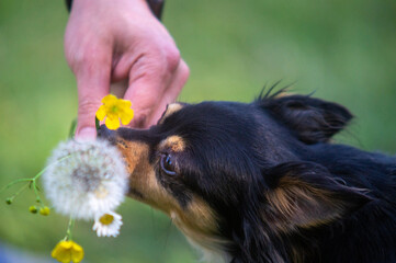 Hund mit Blumenstrauß