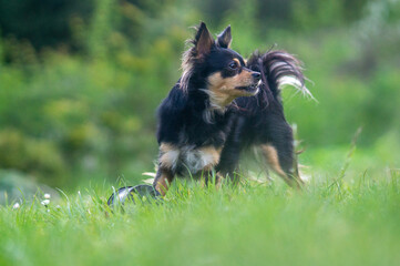 kleiner Hund im Gras