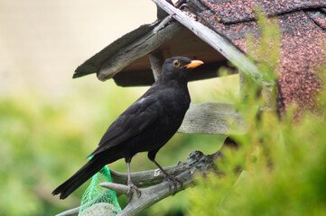 Amsel am Vogelhaus