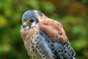 closeup of a american kestrel raptor bird of prey