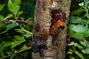 beautiful resin on the tree