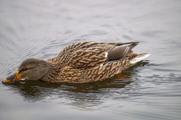 ente beim Schwimmen 