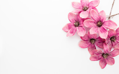 Naklejka na ściany i meble Pink magnolia flowers isolated on white background.